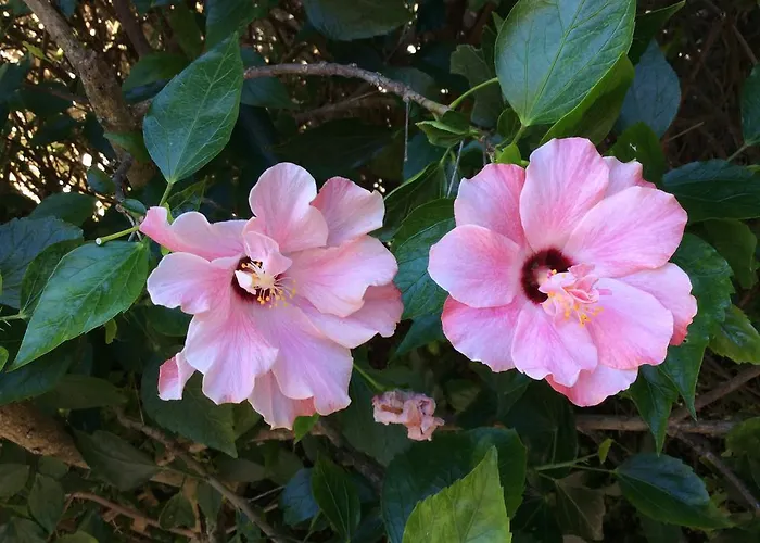 Dos Teixos Privat bolig *