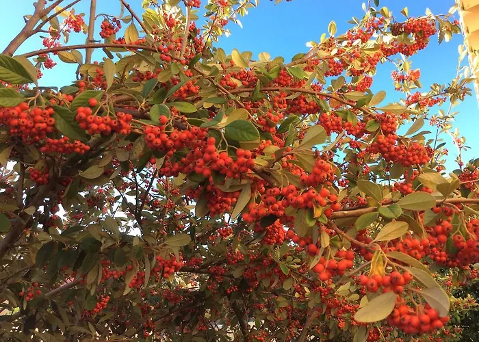 Privat bolig Dos Teixos