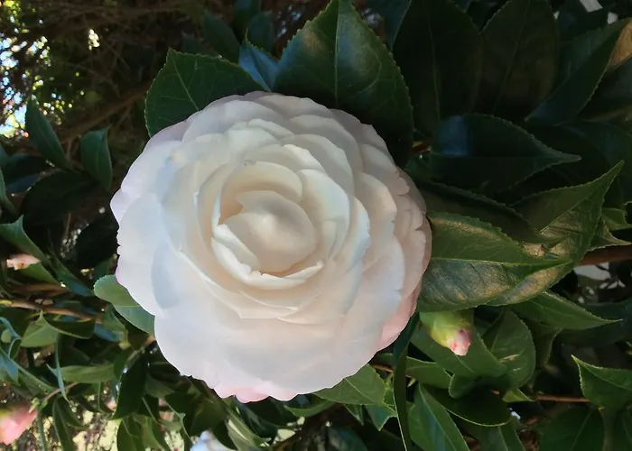 Privat bolig Dos Teixos *