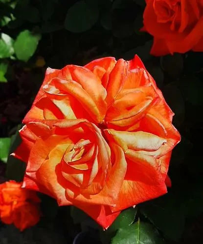 ホームステイ Dos Teixos