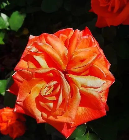 Проживание в семье Dos Teixos